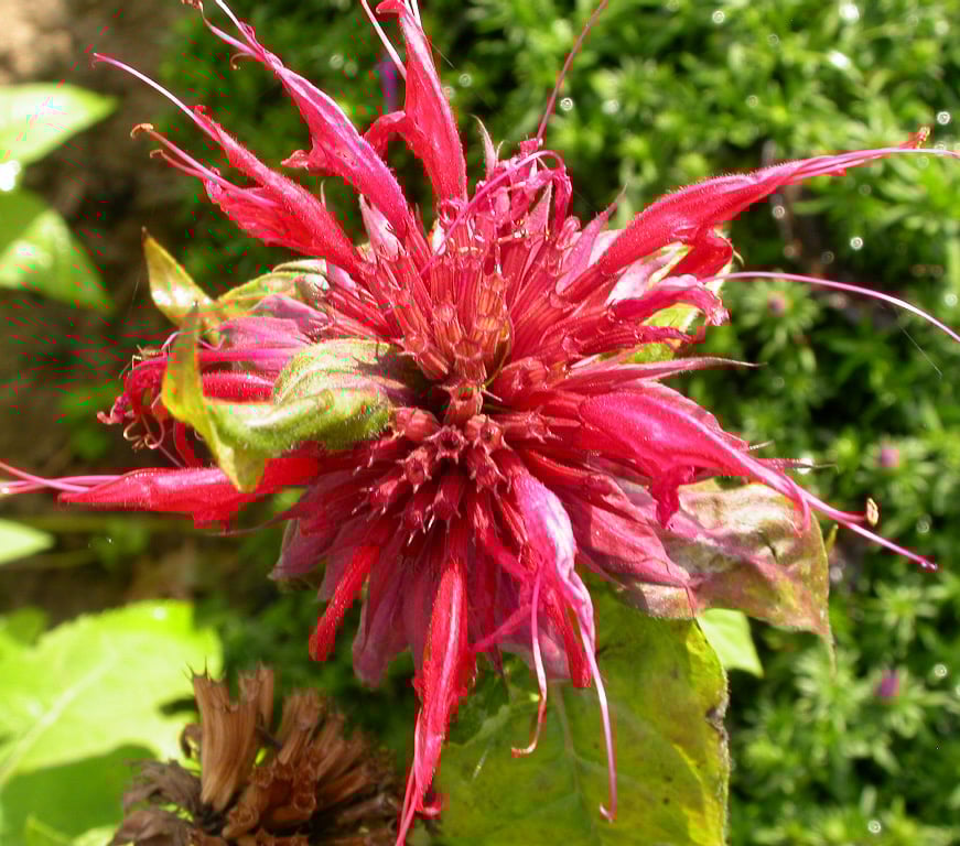 Monarda 'Cambridge Scarlet'