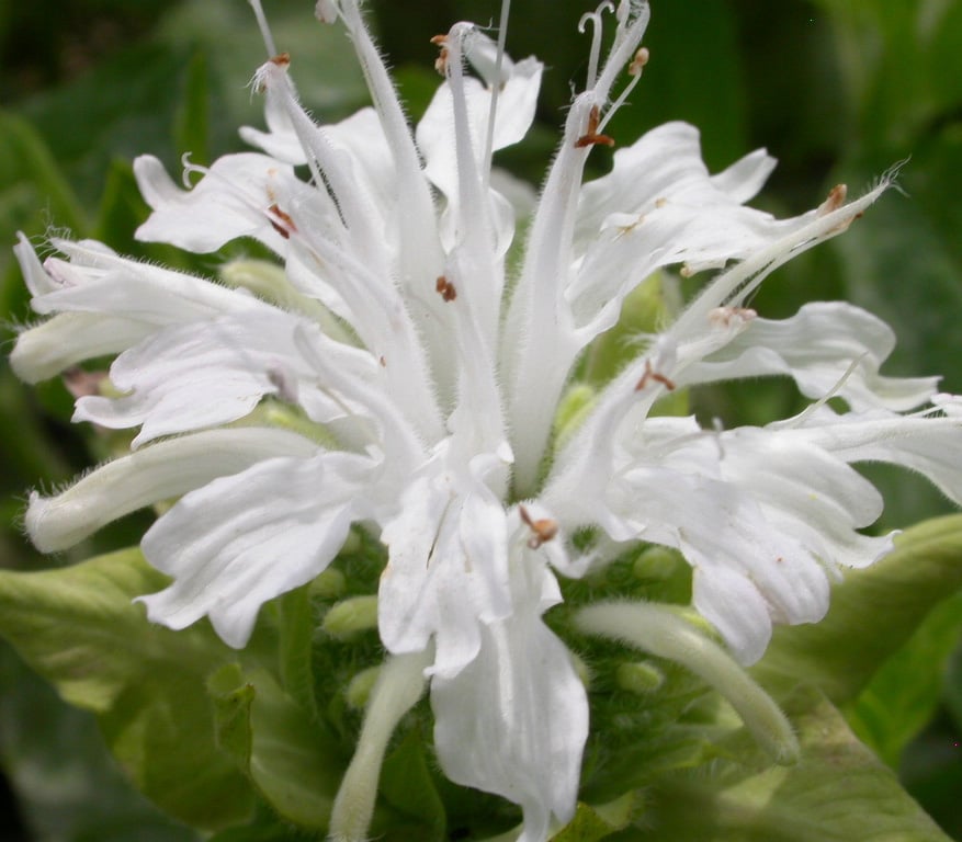 Monarda 'Schneewittchen' - Afbeelding 2