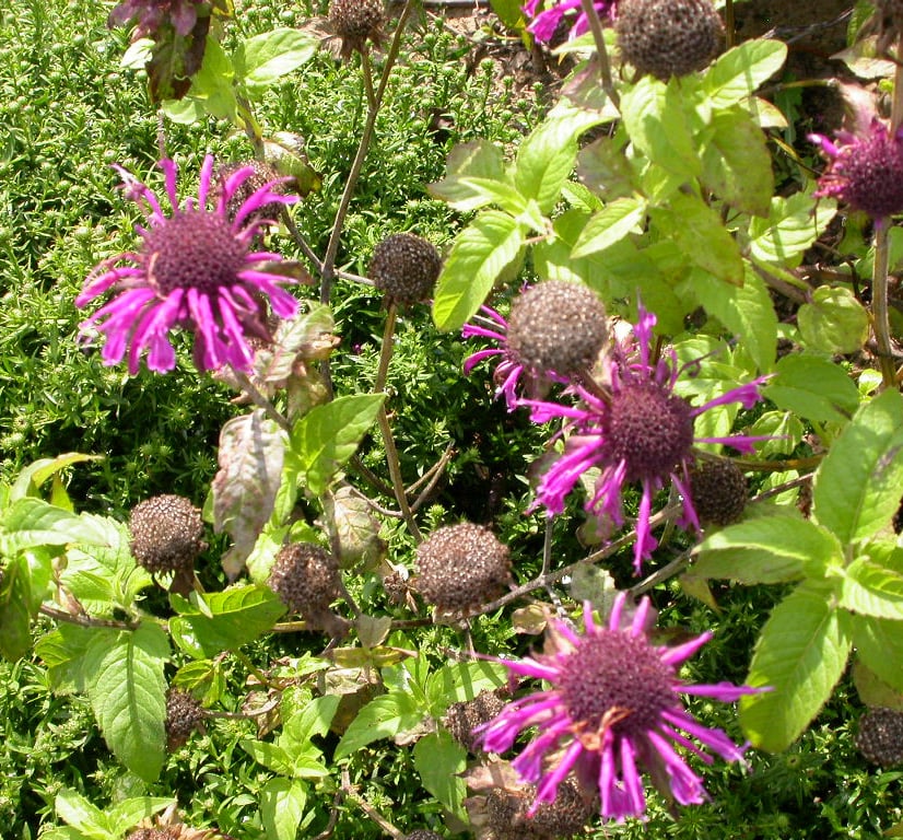 Monarda 'Scorpion'