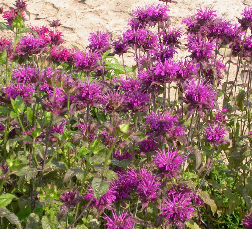 Monarda 'Scorpion' - Afbeelding 2