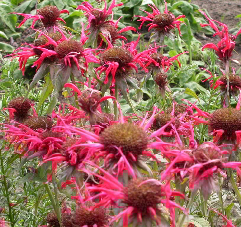 Monarda 'Squaw'