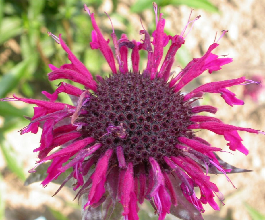 Monarda 'Talud'
