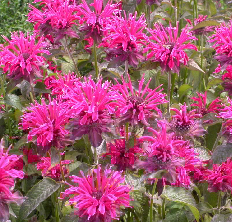 Monarda 'Talud' - Afbeelding 2