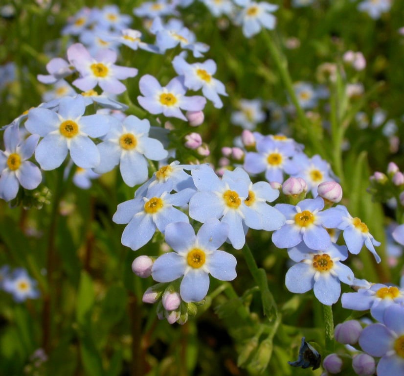 Myosotis palustris