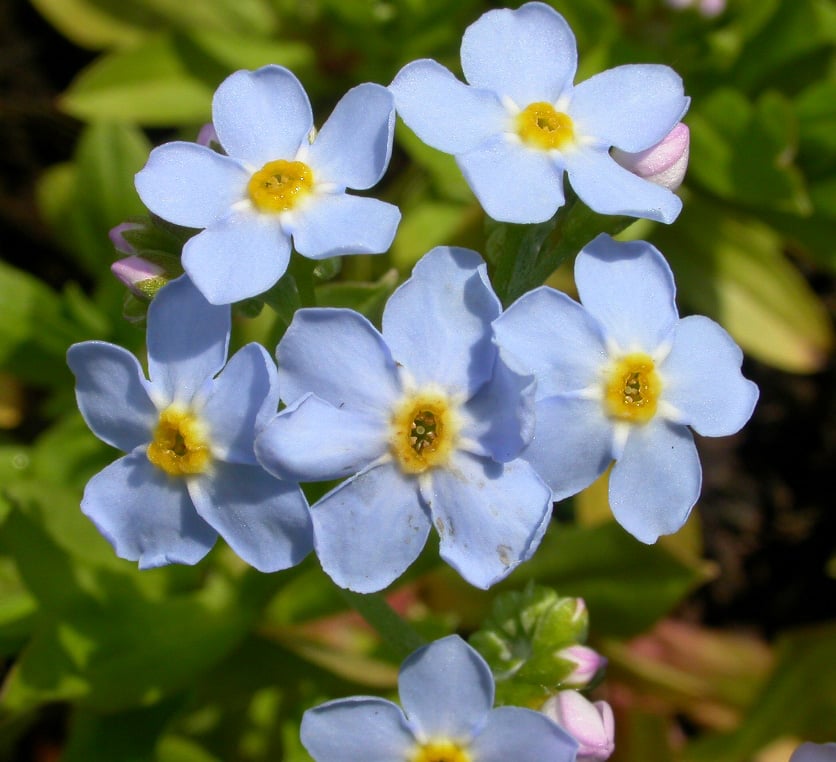 Myosotis palustris - Afbeelding 2