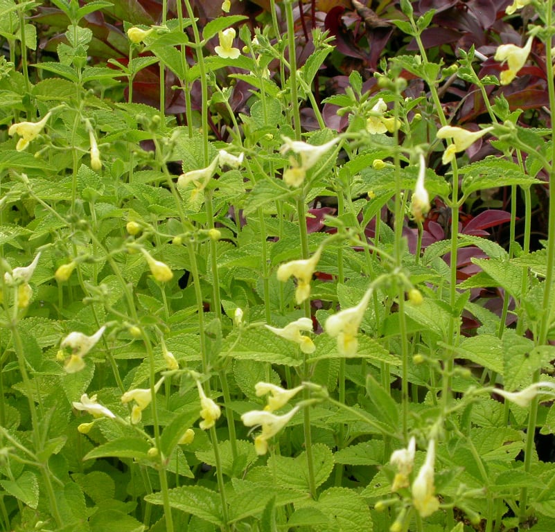 Nepeta govaniana