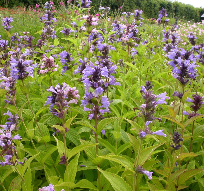 Nepeta subsessilis