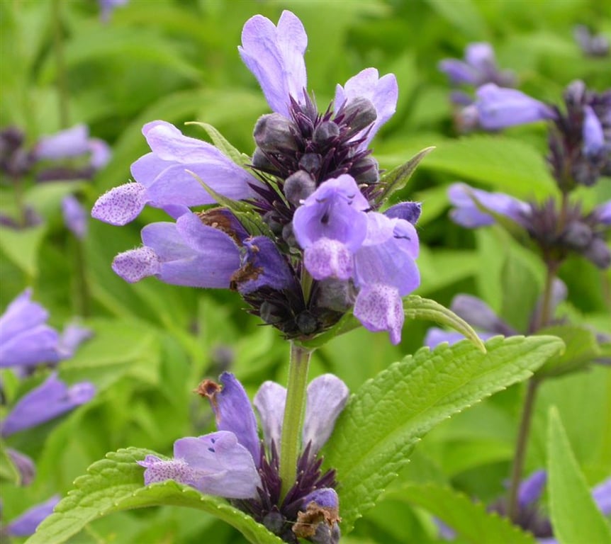Nepeta subsessilis - Afbeelding 2