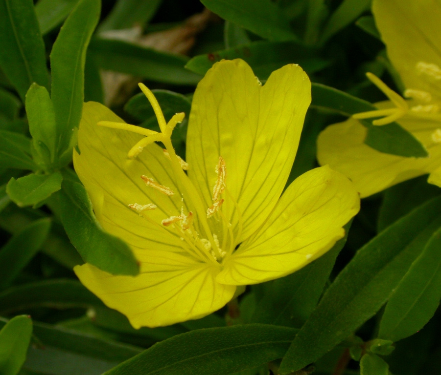 Oenothera 'African Sun'