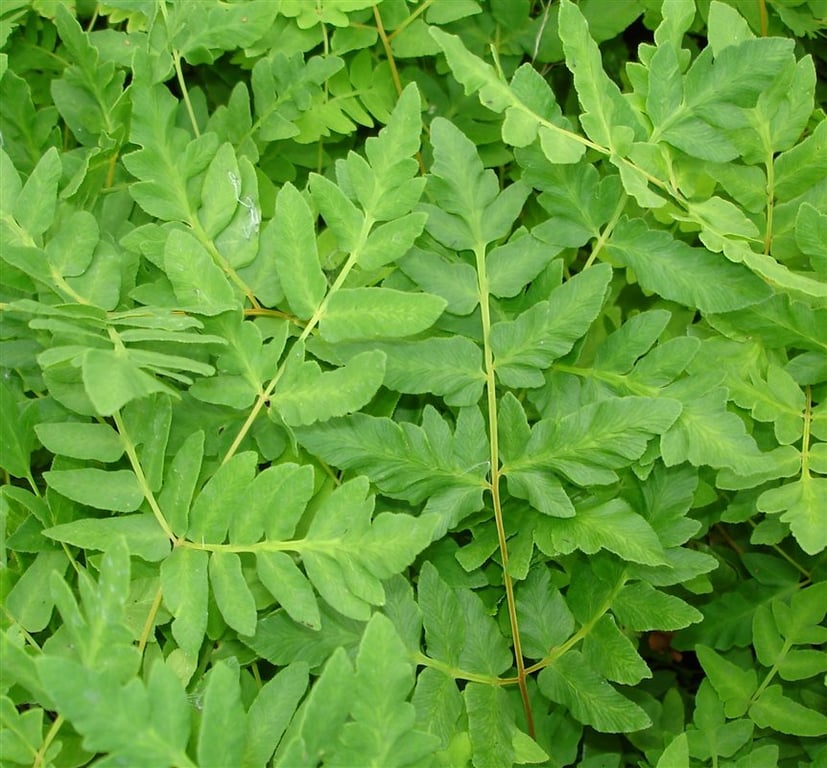 Osmunda regalis