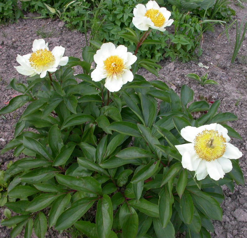 Paeonia 'Claire de Lune'