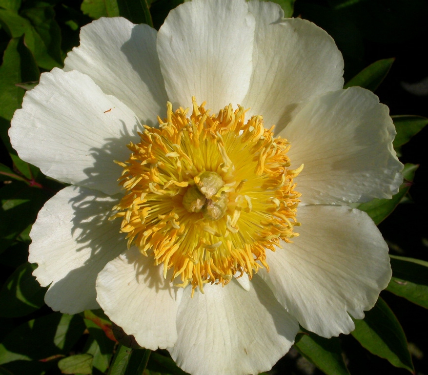 Paeonia 'Claire de Lune' - Afbeelding 2