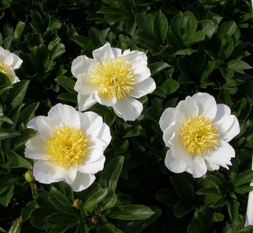 Paeonia (LE) 'Jan van Leeuwen' - Afbeelding 2