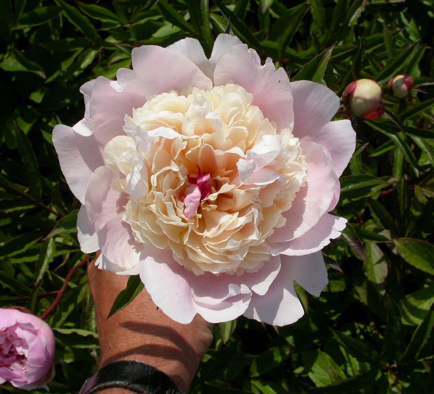 Paeonia (LD) 'Karl Rosenfield'