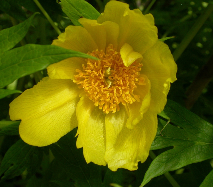 Paeonia lutea ludlowii