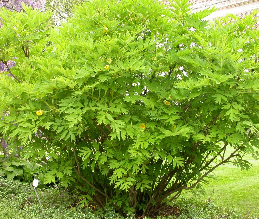 Paeonia lutea ludlowii - Afbeelding 2