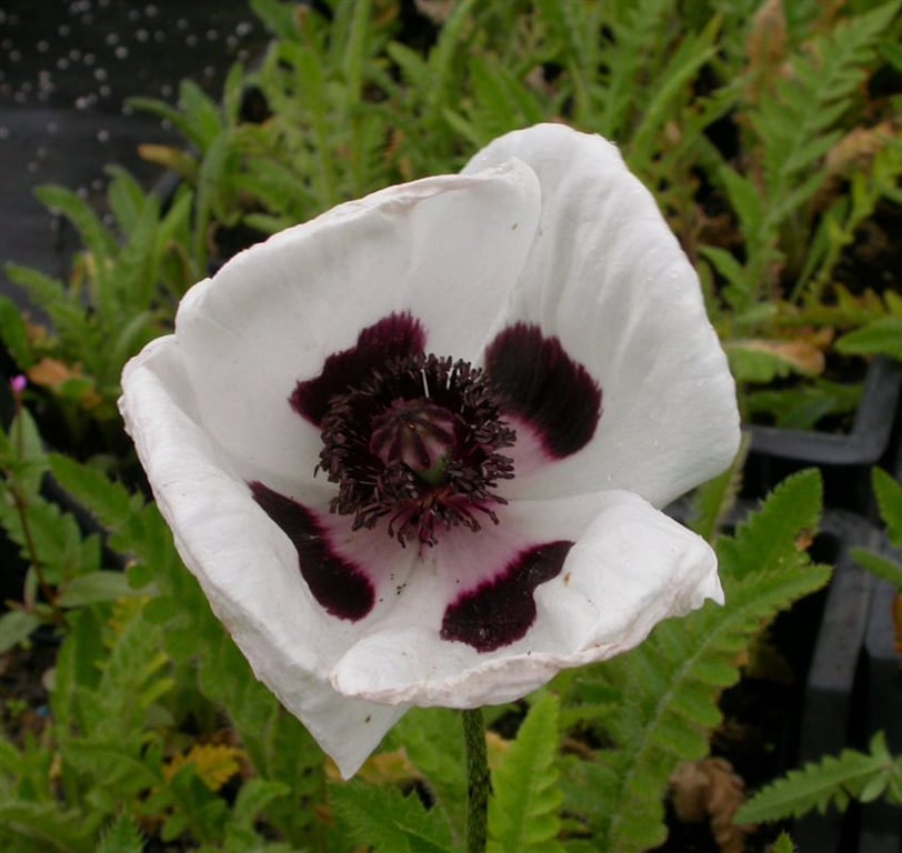 Papaver or. 'Royal Wedding'