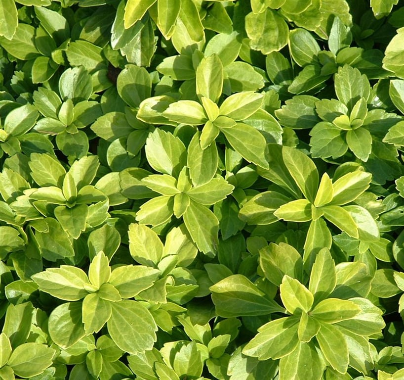 Pachysandra terminalis