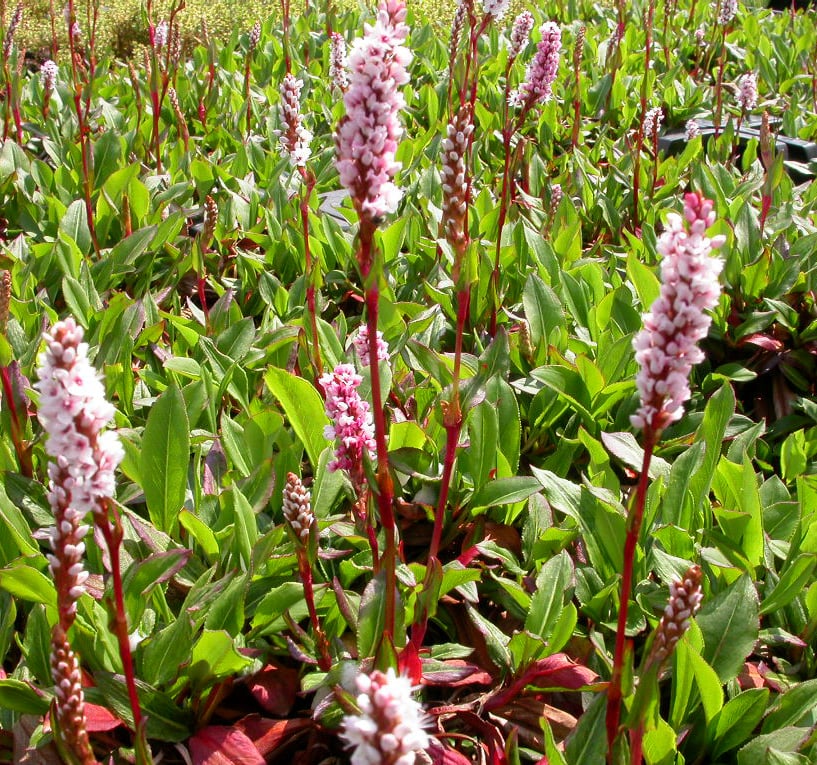 Persicaria aff. 'Darjeeling Red'