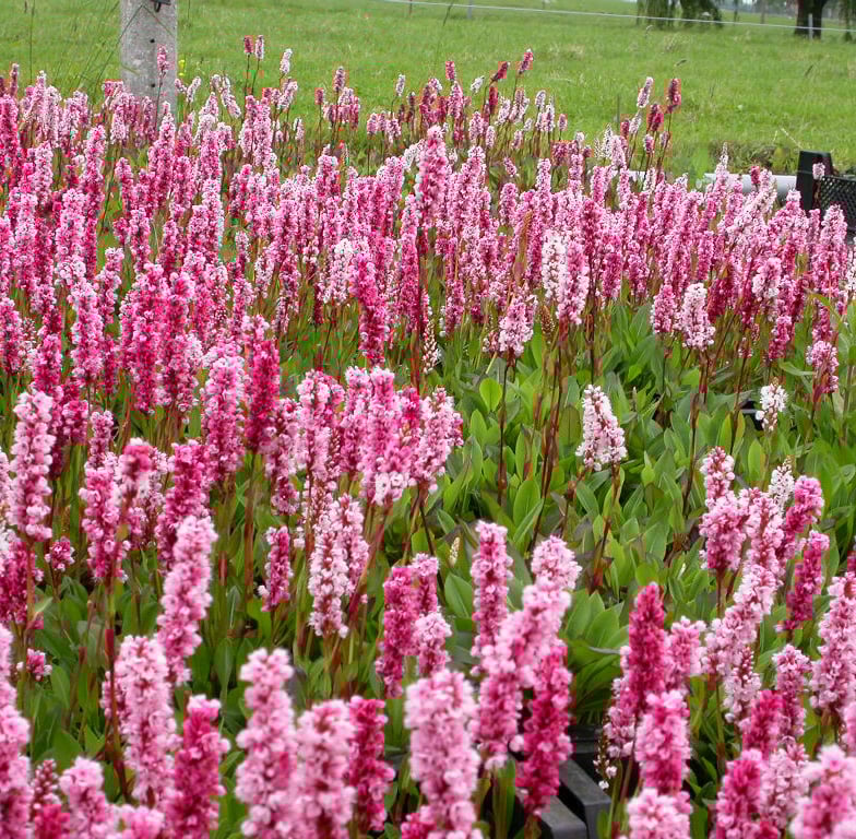 Persicaria aff. 'Darjeeling Red' - Afbeelding 2