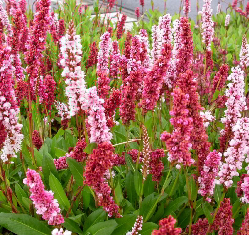 Persicaria aff. 'Darjeeling Red' - Afbeelding 3