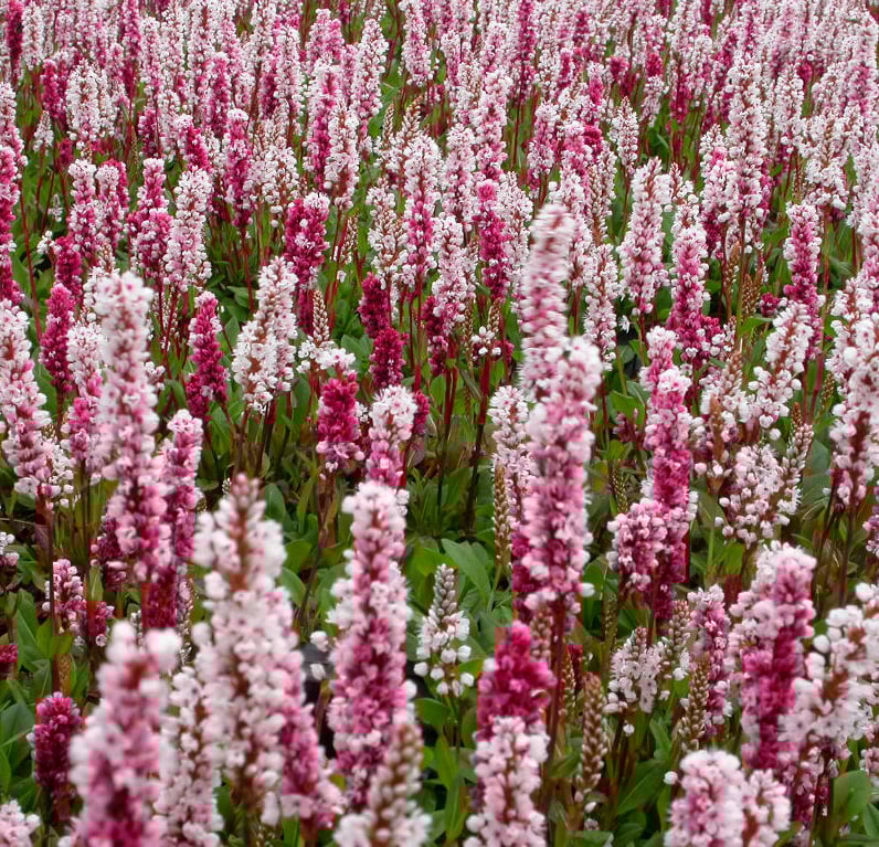 Persicaria aff. 'Superba' - Afbeelding 2