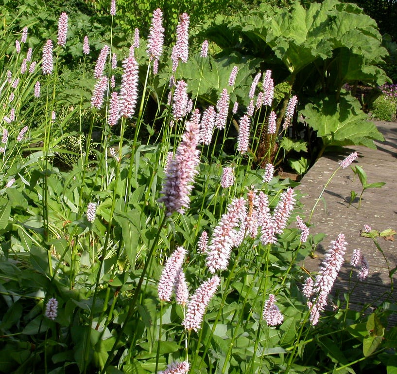 Persicaria bistorta 'Superba'