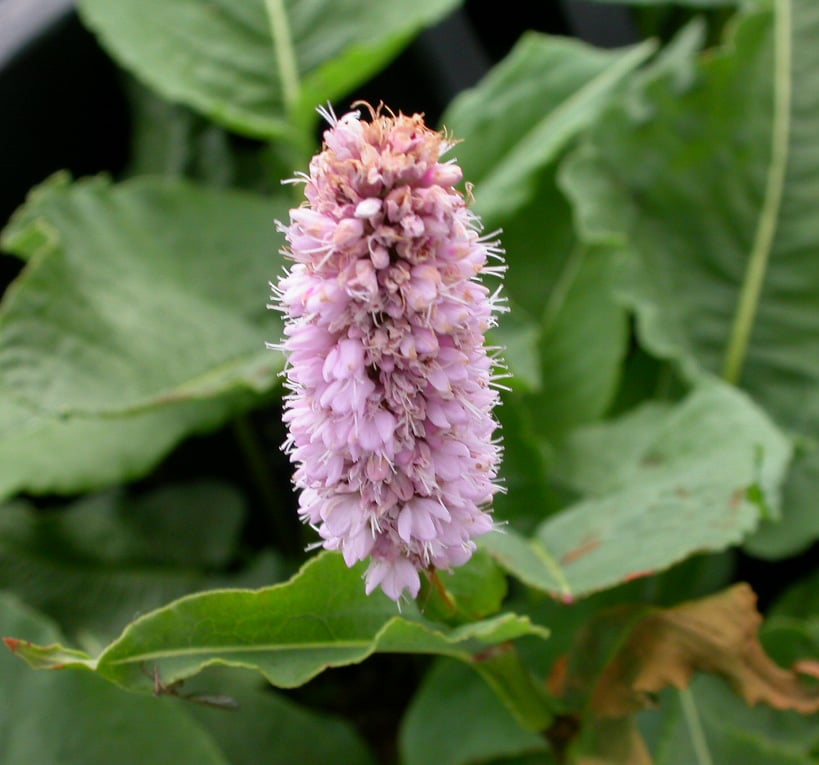 Persicaria bistorta 'Superba' - Afbeelding 2