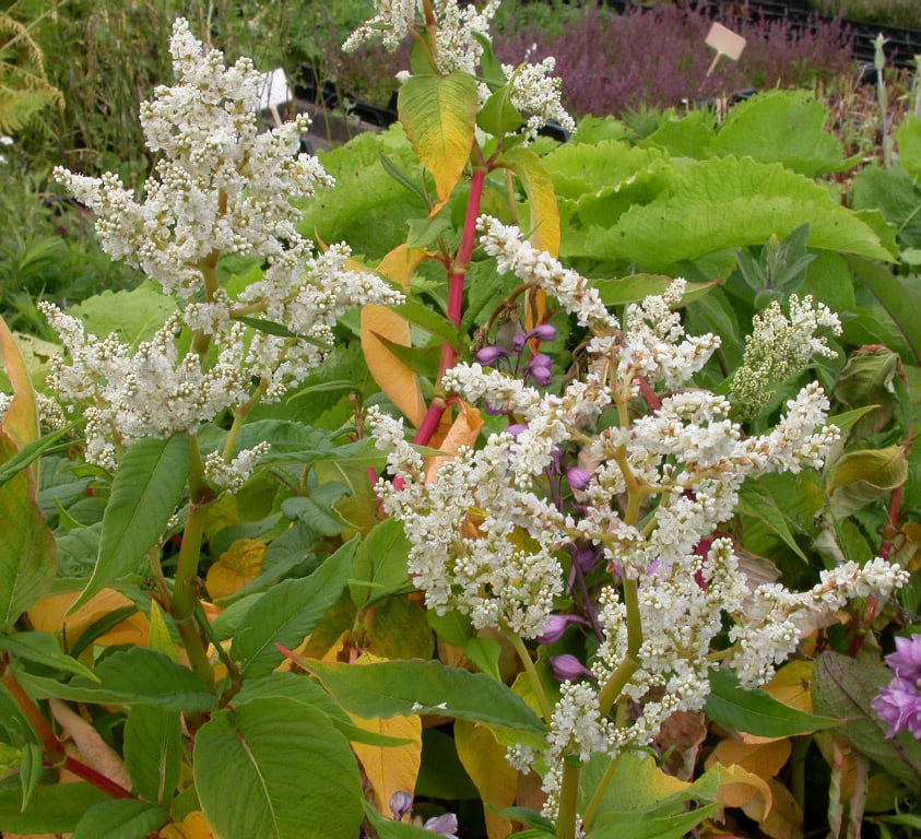 Persicaria polymorpha