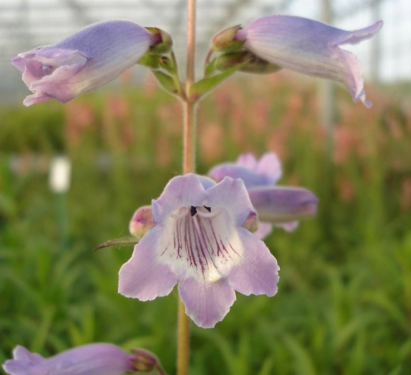 Penstemon 'Sour Grapes'