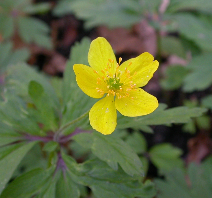 Peltoboykinia watanabei