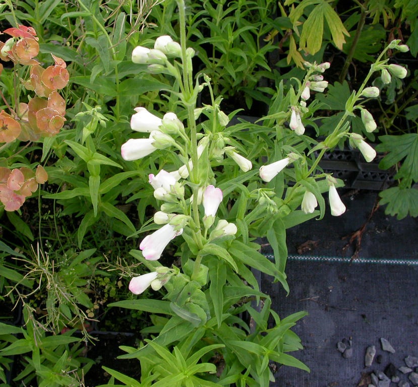 Penstemon 'White Bedder'