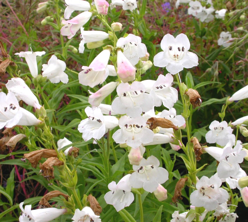 Penstemon 'White Bedder' - Afbeelding 2