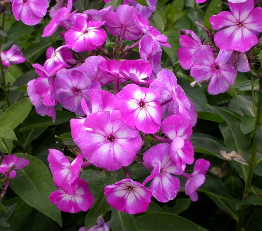 Phlox (P) 'Blue Paradise'