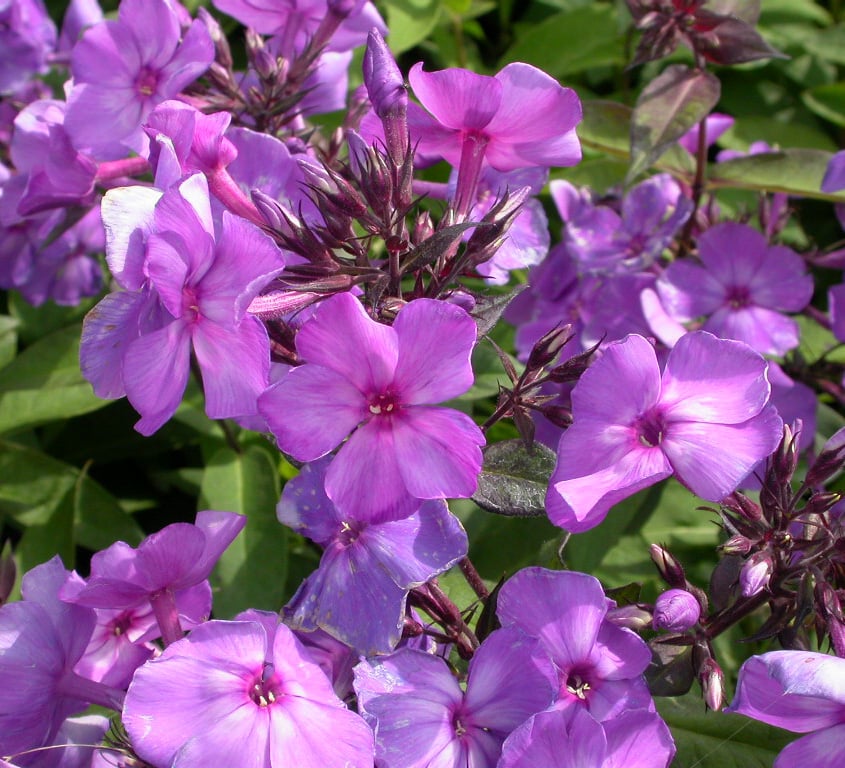 Phlox (P) 'Blue Paradise' - Afbeelding 2