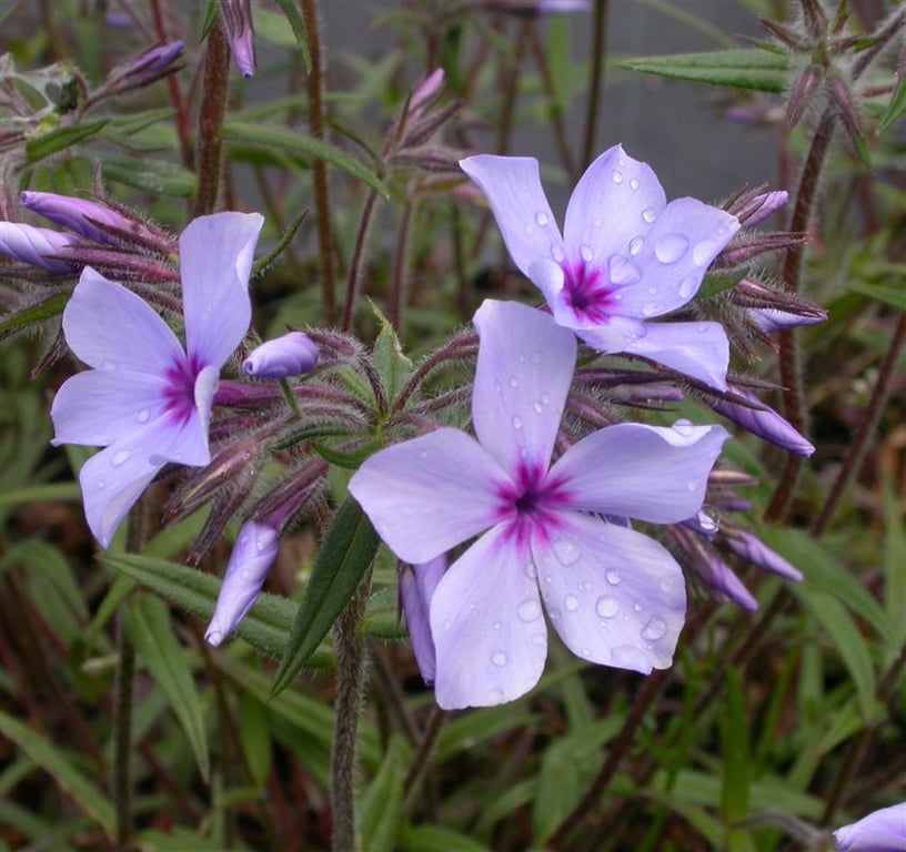 Phlox div. 'Chattahoochee'