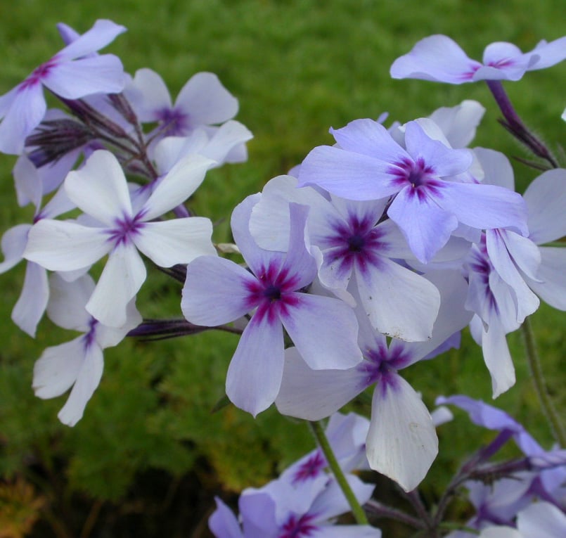 Phlox div. 'Chattahoochee' - Afbeelding 2
