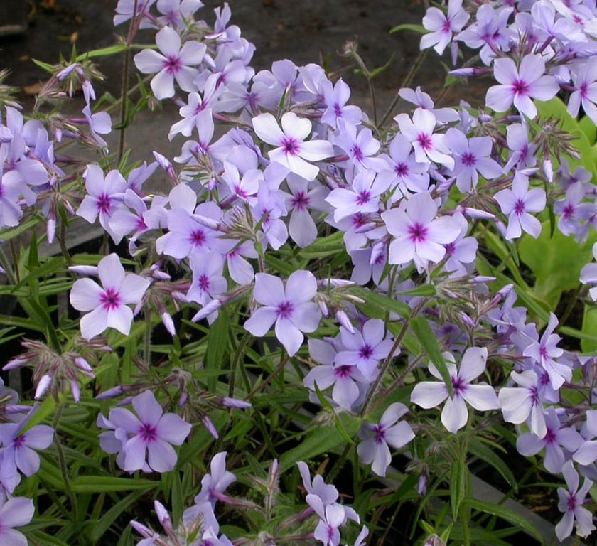 Phlox div. 'Chattahoochee' - Afbeelding 3