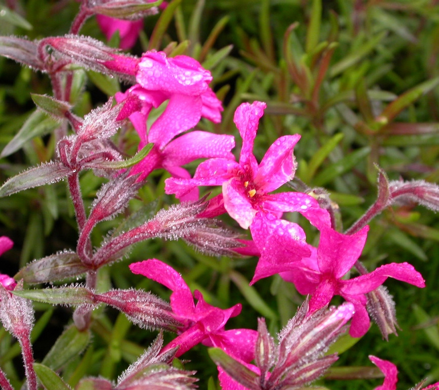 Phlox (S) 'Scarlet Flame'