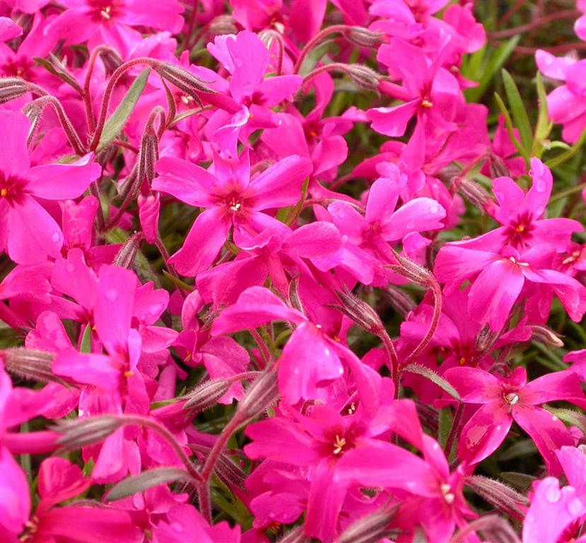 Phlox (S) 'Scarlet Flame' - Afbeelding 2