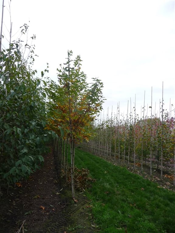 Platanus or. 'Minaret'