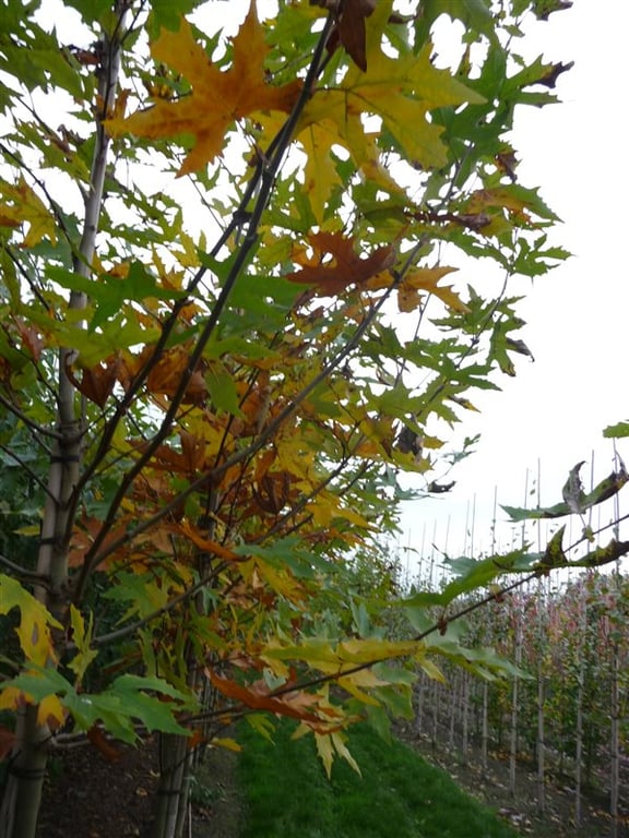 Platanus or. 'Minaret' - Afbeelding 2