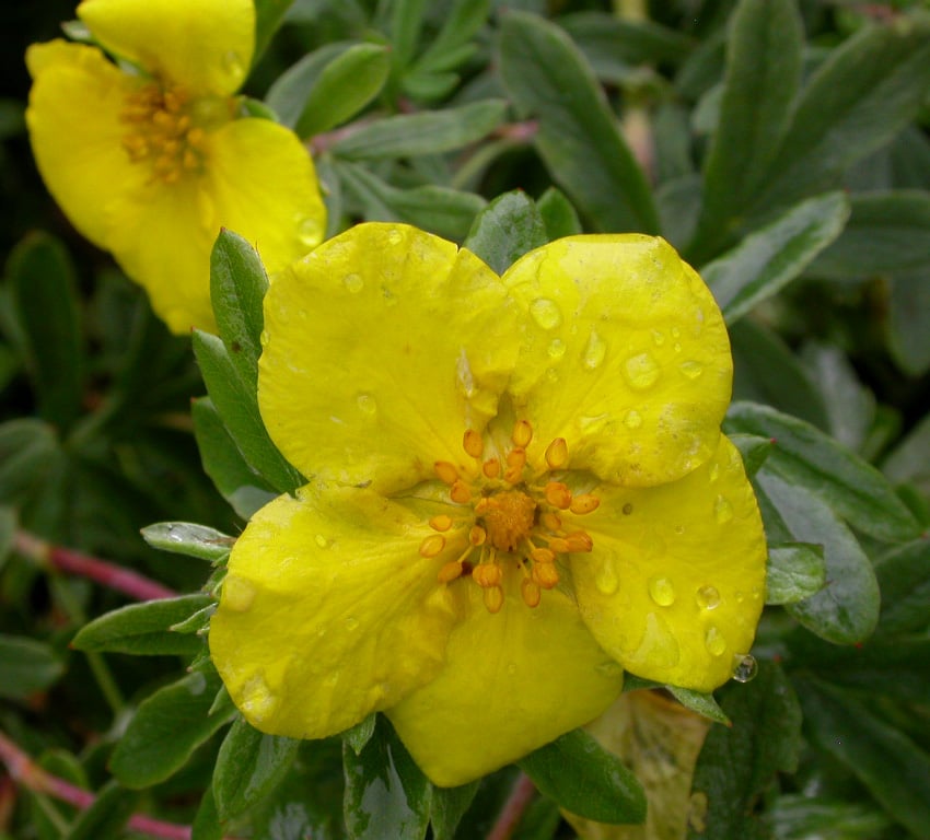 Potentilla f. 'Goldteppich'