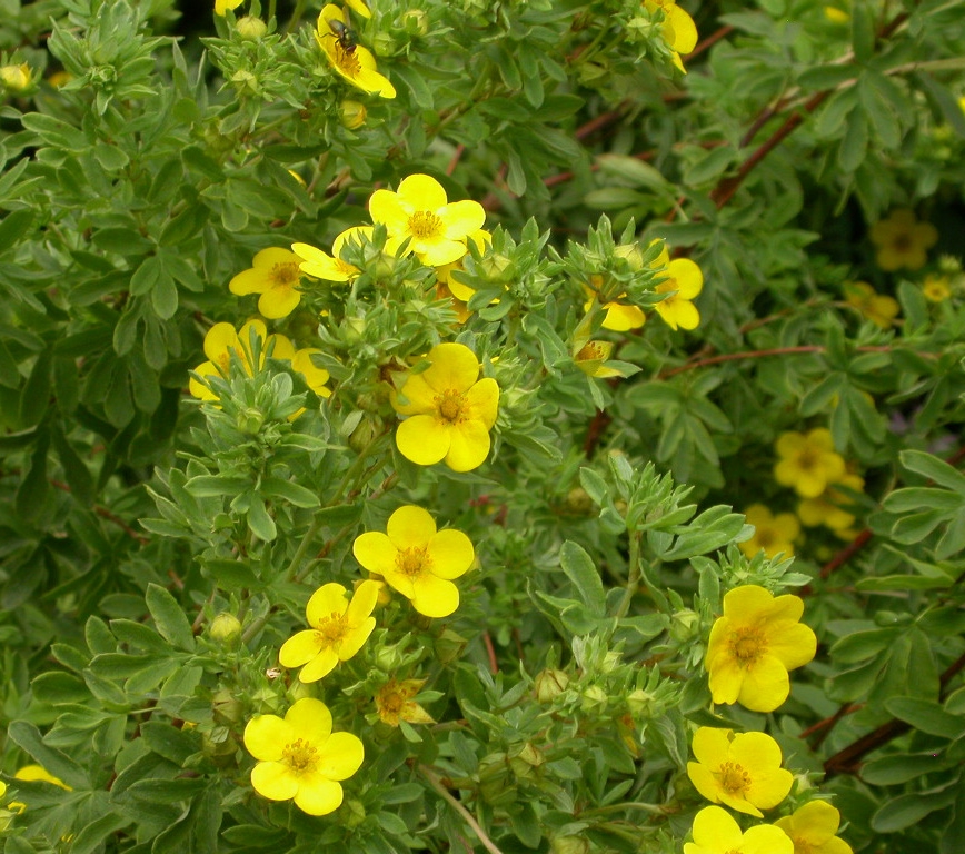 Potentilla fruticosa