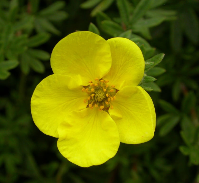 Potentilla fruticosa - Afbeelding 2