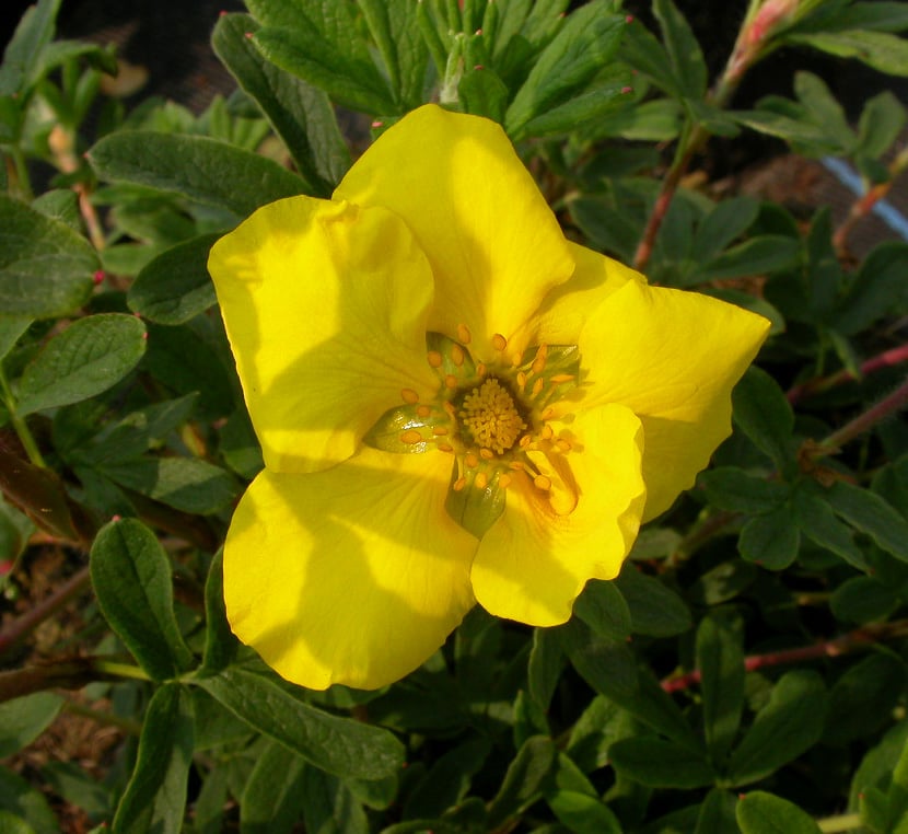 Potentilla f. 'Sommerflor'