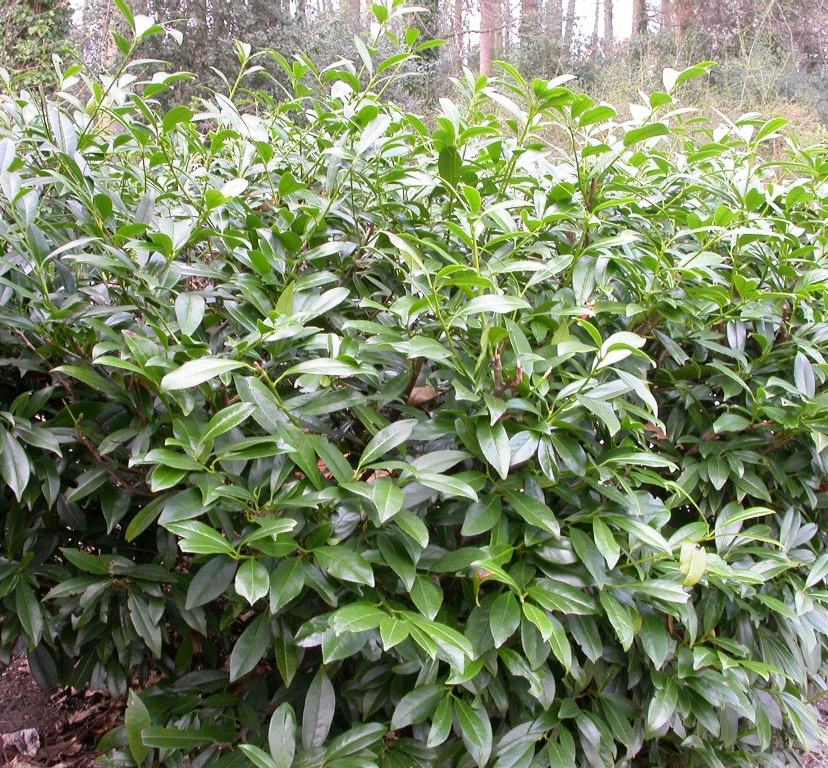 Prunus l. 'Schipkaensis'