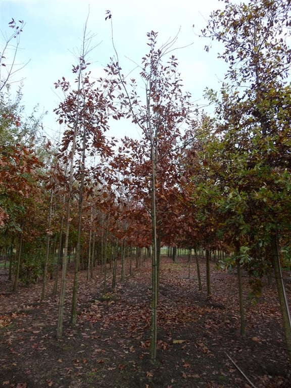 Quercus rubra - Afbeelding 2
