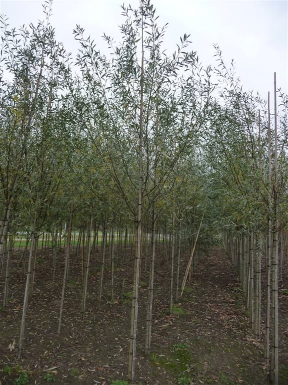 Salix alba 'Belders'