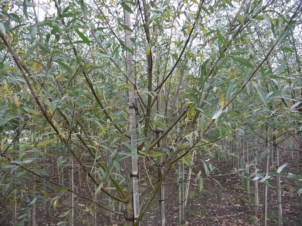 Salix alba 'Belders' - Afbeelding 2
